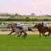 flat racing turf finish 2026